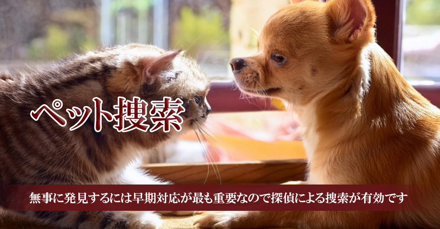 【静岡市　探偵】ペット捜索｜静岡市でペット捜索で探偵をお探しならスマイルエージェント静岡中央にお任せください。